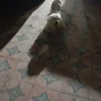 سک نجیب|سگ|رامشیر, |دیوار