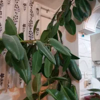 گل زیبا|گل و گیاه طبیعی|اشترینان, |دیوار