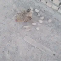 جوجه بومی