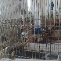سهره ملایری قرص بخون