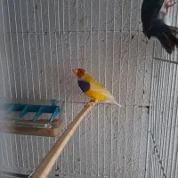 فنچ نر گلدین|پرنده|مشکین‌دشت, |دیوار