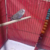 مرغ عشق|پرنده|دوگنبدان, |دیوار