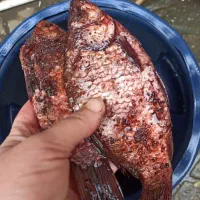 ماهی شور|خوردنی و آشامیدنی|رشت, دیانتی|دیوار