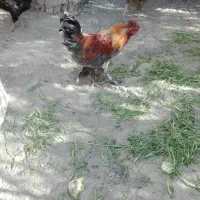 بوقلمون و خروس|حیوانات مزرعه|ورامین, ورامین|دیوار