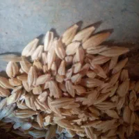 جو آرپا هرته تمیز