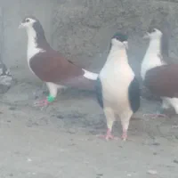 کبوتررنگی|پرنده|خان ببین, |دیوار