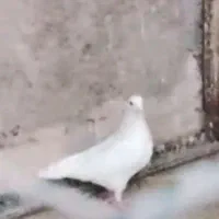کبوتر