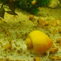 حلزون سیب آکواریوم|ماهی|ملایر, |دیوار