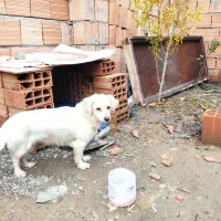 حرف گوش کن|سگ|مزرعه کتول, |دیوار