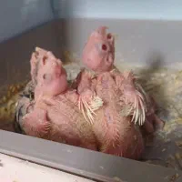 جوجه عروس هلندی لوتینو