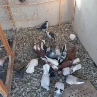 ۲۱کفتر فروشی