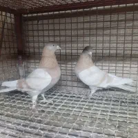 کفتر|پرنده|آفتاب, |دیوار