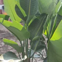 انواع گیاهان لوکس آپارتمانی