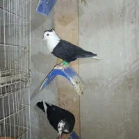 کبوتر