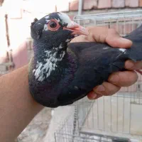 ماده سیاه پلنگ. ماده دم‌سفید. زرد پلنگ