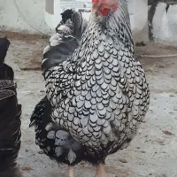 تخم مرغ نطفه دار ویاندوت سیلور