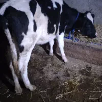 ۲ راس لیشه سیمنتال وهلشتاین اصیل گاو|حیوانات مزرعه|رشت, رودبارتان|دیوار