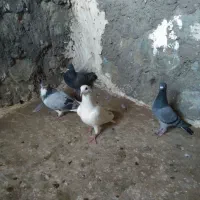 باسلام‌چهارعدد‌کبوتر|پرنده|کاشمر, |دیوار