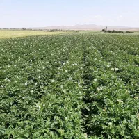 نگهبان مزرعه