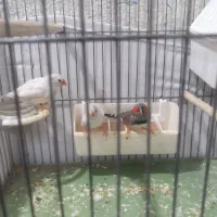 فنچ|پرنده|تهران, زرکش|دیوار