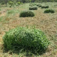 یونجه تازه و خالص خالص