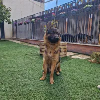 استخدام نیرو اقا در مجموعه پرورش سگ