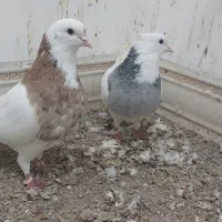 طوقی  ودمسفید|حیوانات|زرند, |دیوار