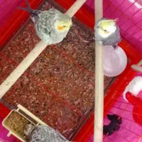 عروس هلندی|پرنده|باوی, |دیوار