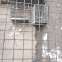 جوجه عروس هلندی/سهره/سهره قناری/قفس|پرنده|پاکدشت, پاکدشت (مامازند)|دیوار