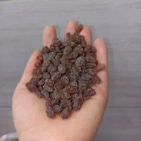 کشمش افتابی