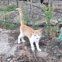 بچه گربه اهلی و دست آموز