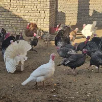 ت*خ*م بوقلم*ون با نطفه