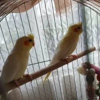 چند عددعروس هلندی لتینو گلباقالی سالم|پرنده|رودسر, |دیوار