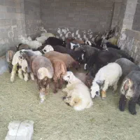 بره پای پروار