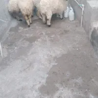 چهار تا بره ماده چاق و چله خوشگل|حیوانات مزرعه|زاهدان, |دیوار