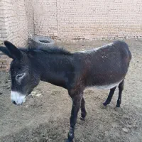 خر ماده فروشی