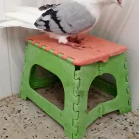 دوکت آبی و خاکستری|پرنده|جم, |دیوار