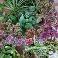 فروش گیاه آپارتمانی