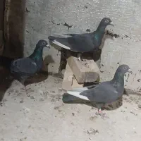 سه عدد کبوتر نر|پرنده|تربت جام, جامرود|دیوار