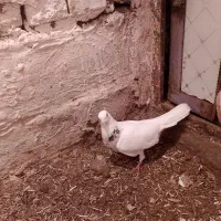 همه گرفتنی از|پرنده|میان جلگه, |دیوار