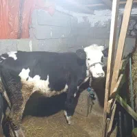 تلیسه مونت و گاو محلی جنس عالی و خوش خوراک