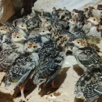 بوقلمون برنز اصل