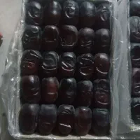 خرمای مضافتی بلوچستان