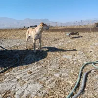 واگزاری توله سرابی|سگ|دورود, |دیوار