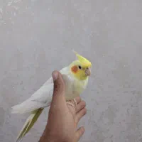 عروس هلندی|پرنده|سبزوار, هویزه|دیوار