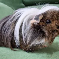 خوکچه هندی پرویی مو بلند|موش و خرگوش|وحیدیه, |دیوار