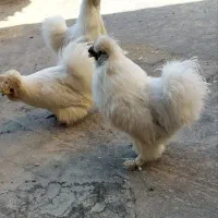 مرغ خروس ابریشمی تخم گزار جوان