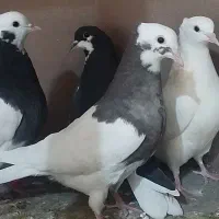 کفتر|پرنده|اقبالیه, |دیوار