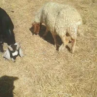 میش با بره ۵ملیون|حیوانات|سیوان, |دیوار