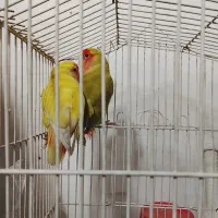 طوطی برزیلی